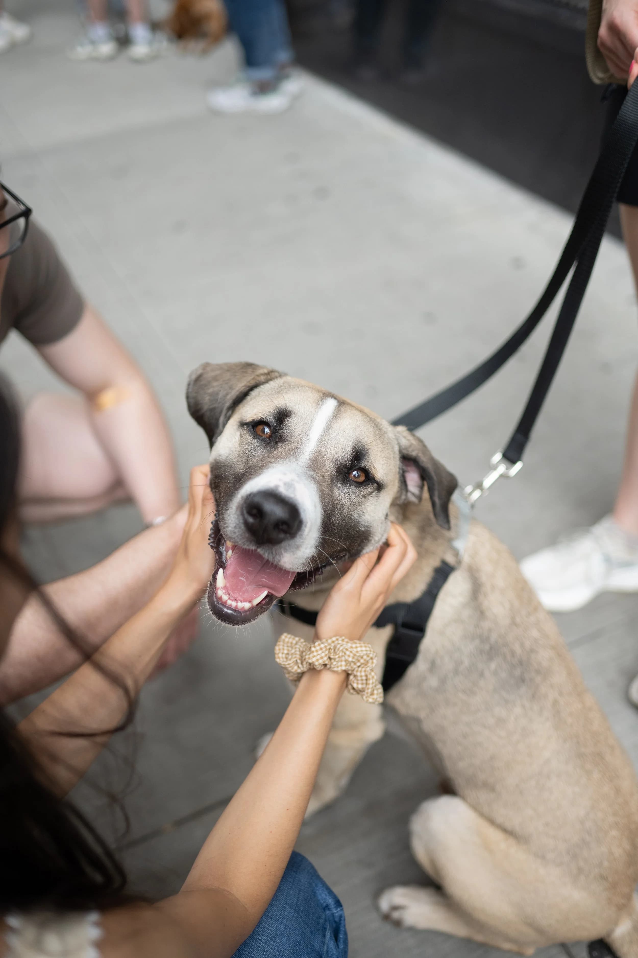 Muddy Paws rescue dogs